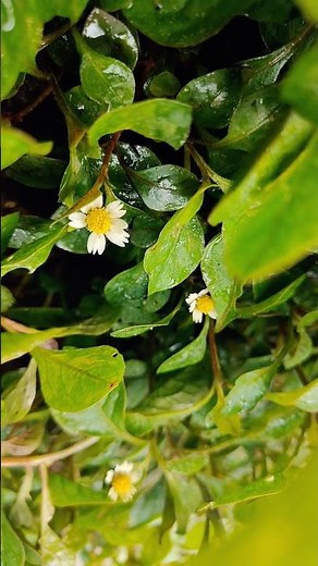 "Relaxing Nature Ambience: Gentle Birdsong and Rustling Leaves - 4K"