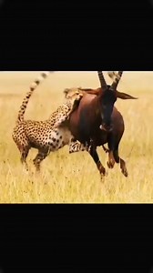 CHEETAH VS DEER | Pastor Chediel Mcharo ministries
