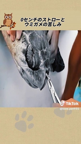 0センチのストローとウミガメの苦しみ#感動ストーリー #感動の物語 #動物の物語 #動物のストーリー
