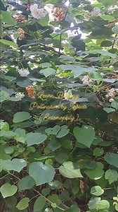 #edall #entomophily #edallacademy #insectpollination #neetpreparation #neet2024 #neetcoaching | EDALL NEET Academy