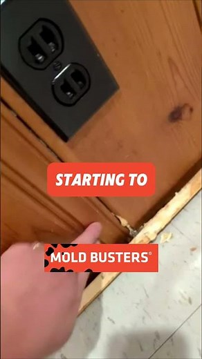 Mold On Wood FREE Virtual Inspection - Mold Busters