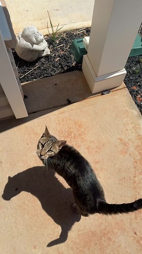 Adopting Neighbor's Cats After Treating Them