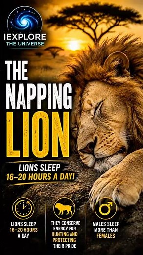 Lions Sleep HOW Long?! 😳