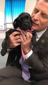 6.8K views · 211 reactions | Our Tuesday Pet of the Week is Dakota, a...