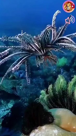 El lirio de mar es una especie de equinodermo que se encuentra en los fondos marinos de todo el mundo. También se le conoce como crinoideo y su nombre científico es Crinoidea. Los lirios de mar tienen un cuerpo en forma de copa con cinco brazos ramificados que están cubiertos de pequeñas estructuras llamadas pinnas. A diferencia de otros equinodermos, los lirios de mar son #animales filtradores que se alimentan de partículas de comida que flotan en el agua. Utilizan sus pinnas para crear corrien