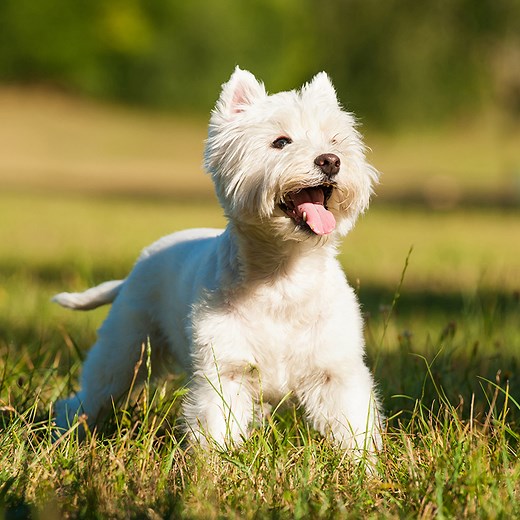 West Highland White Terrier (Westie) | Animal Kingdom | Puppies N Love