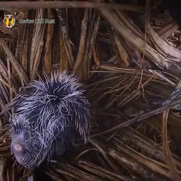 79K views · 1.6K reactions | ADVANTAGES AND DISADVANTAGES OF BIRD LATHE NEST | Review Bird Nest | Facebook