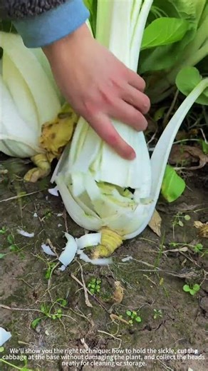 Harvesting Cabbage with a Sickle! ⚡🥬