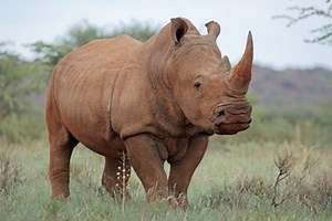 Radioactive rhino horns may see the end of poaching in South Africa
