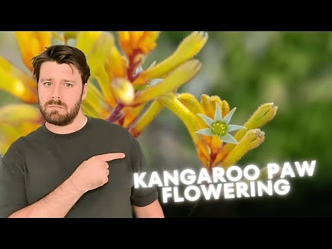 When Will Your Kangaroo Paws Bloom, and for How Long?