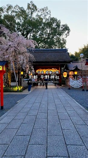 A Famous Sakura Spot with Magical Night Views 🌸✨Hiranojinja Shrine, Kyoto