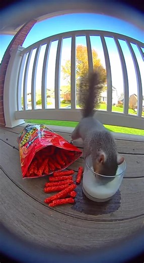 190K views · 1.9K reactions | Squirrel Tries Spicy Chips for the First Time! ️ #comedy#funnymoments#funnyvideos Pure chaos, pure comedy — 100% AI-generated, no real animals involved ❤️ | Lala Sana | Facebook