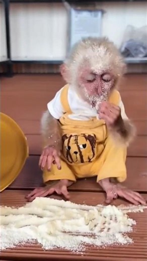 Cute Baby Monkey Eating Noodles 🍜🐵 | Funny Monkey Viral Shorts