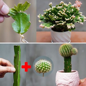 340K views · 3.5K reactions | Easy and Gorgeous Cactus Cutting Propagation and Dragon Fruit Grafting Made Simple | Balcony & Garden | Facebook