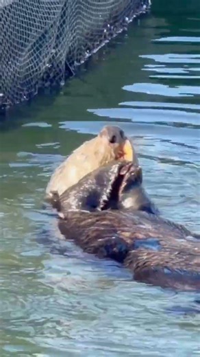 Experience the magic of Moss Landing in Monterey, CA 🦦🦭