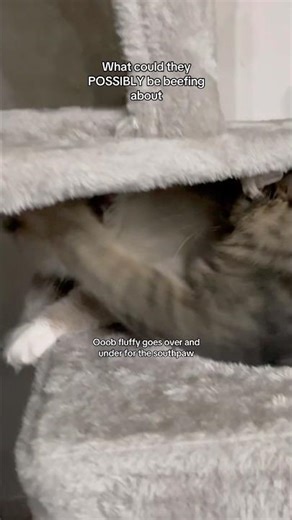 These cats still going at it #boxing #catboxing #cute #petowner #pets #kitten #funnycat #viral #cat