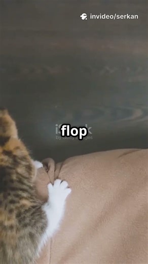 Respectfully… What Was the Plan? Funny Animal Video :))))