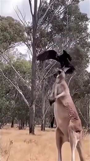 Kangaroo Vs Birds Beautiful Shorts #wildlife #animals
