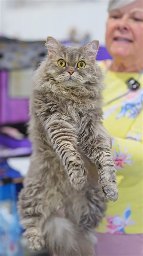 At the TICA Cat Show in Dresden, Germany, we had the pleasure of meeting a passionate Selkirk Rex Longhair breeder, Diana, and hearing the story behind her incredible cat. With their soft, plush curls and gentle personality, Selkirks truly stand out — but what makes the experience even more special is the dedication and love their breeders put into sharing them with the world. Moments like these remind us why the cat fancy is such a unique and unforgettable experience: it’s not just about seeing