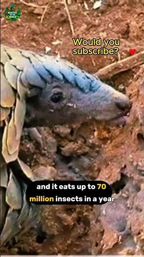 Pangolin: Nature’s Armored Wonder 🦔✨