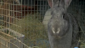 Africa’s New White Meat: Rabbit