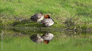 Discover the Redhead Duck: The Aythya americana of North America