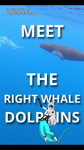 Right Whale Dolphins: Unique Deep-Sea Dolphins