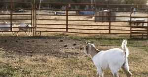 Wide Slow Motion Shot Goat Running Stock Footage Video (100% Royalty-free) 3434717879 | Shutterstock
