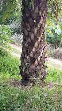 perawatan kebun sawit dengan cara manual