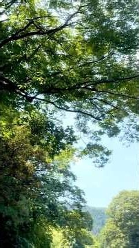丸渋山部動画 秋川渓谷行って来ました！最高でした🌱🏕️ 2026.07.30