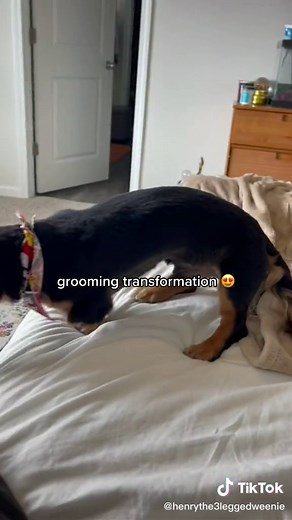 Adorable Black and Tan Long-Haired Dachshund Grooming Transformation