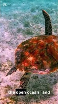 Nature’s Hidden GPS: Birds, Turtles, Salmon