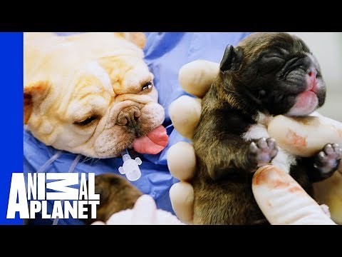 Buttercup The French Bulldog's Emergency C-Section | The Vet Life