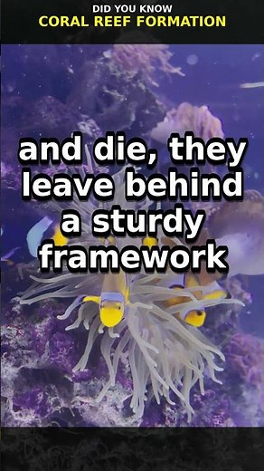Coral Reef Formation