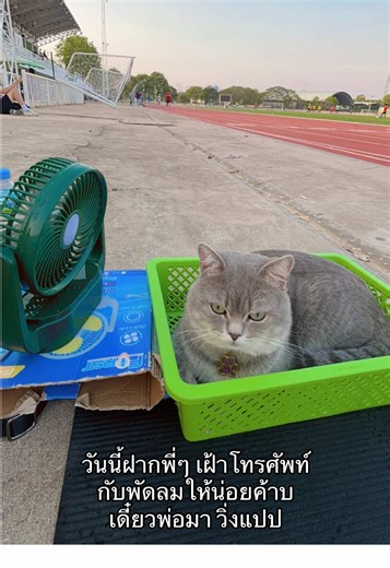 แมวสก็อตติชเฝ้าบ้าน น่ารักน่าเอ็นดู
