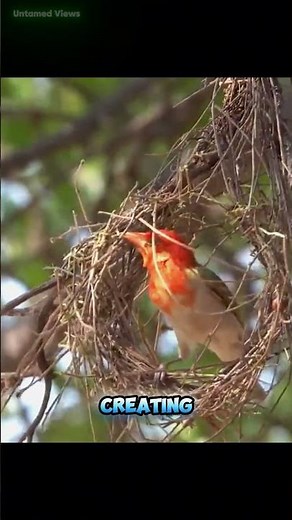 The Art of Nest Building #nest #birds #nature #wildlife #facts