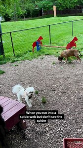 4.5K views · 117 reactions | Poor Wick his wolf ancestors would be rolling in their graves!! #dog #cavachon #rescuedog #rvlife #camperlife | Joe Kay | Facebook