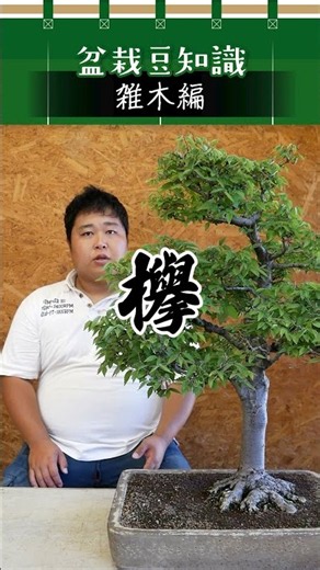 【雑木編】欅／盆栽豆知識