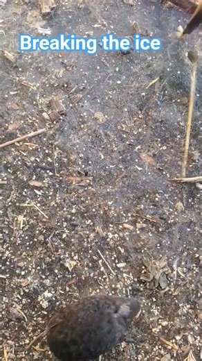 #birds #birdsavairy #birdhome #quail #nest