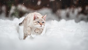 11 Cute, Cold-Weather Cats Loving The Snow [PICTURES] - CatTime