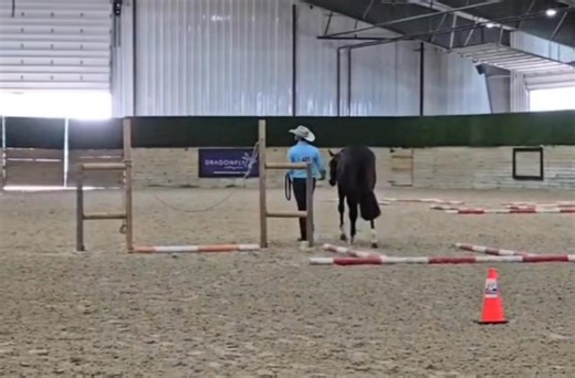 Full Bloom - Flora is doing so well in the In Hand Trail events!! What a good girl!! She's so stunning! Full Bloom- Flora 2024 AQHA/APHA Filly By: Full Medal Jacket- AQHA Black Stallion Out of: Mu Fancy Investment(Double registered mare By World Champion Sire, The Ultimate Fancy and out of Dellas Only Rose, Invitation Only/Invester mare) | Full Medal Jacket- AQHA Black Stallion