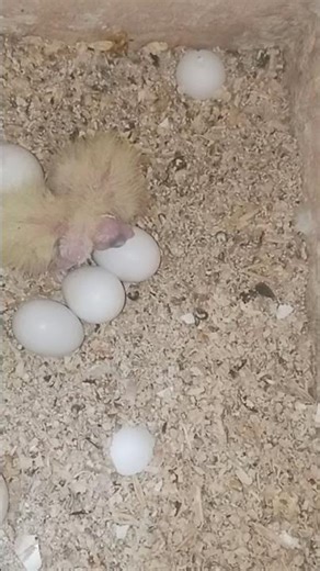 #FAWN #ENO #SPLIT #FEMALE #CREAM REDEYE #MALE #LAY #FOUR #EGGS #TWO #HATCH #NOW #CREAMHAIR #blackeye