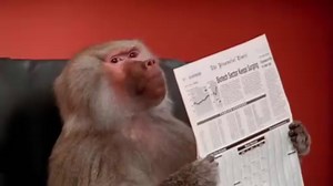 Hilarious Monkey Antics | Funny Animal Videos Compilation