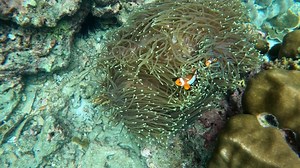 Fish, Clown Fish, Nemo, Coral