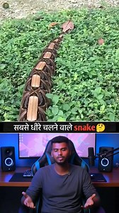 The Slowest Moving Snake in the World 😱🐌 Did you know not all snakes are fast and deadly? 🤔 Meet the slowest moving snake in the world 🐍—a creature that relies more on camouflage and patience than speed! This snake moves so slowly that many predators don’t even notice it 😲. Nature always finds unique ways to survive! 🌿 Would you survive if you met this snake face to face? 😨 Comment your thoughts and follow for more mind-blowing animal facts! 🔥 #SnakeFacts #WildlifeFacts #AmazingAnimals #