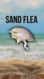 Mole crabs are often called SAND FLEAS | Phil Hollandsworth