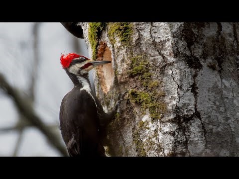 Pileated Woodpecker working on a nest cavity