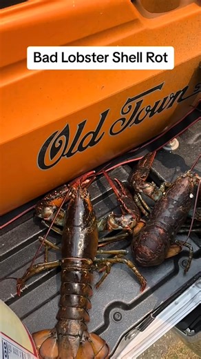 Pretty gruesome shell rot on this lobster, you guys ever see this before #lobsters #lobsterfishing #whatisthat #rot | Fish R.I