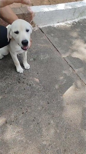 puppy parking training vedio