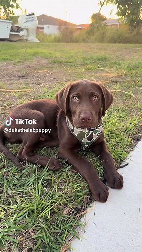 Fetch Fun with a Chocolate Labrador Puppy!